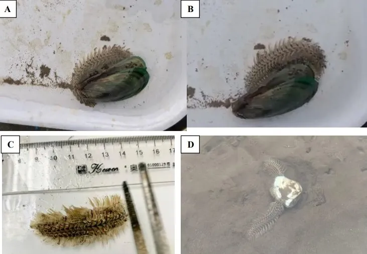 Hình ảnh sâu biển xuất hiện tại bãi nuôi ngao tại Ninh Bình, Quảng Ninh tháng 4-2025. Ảnh: Trung tâm Quan trắc Môi trường và Bệnh thủy sản miền Bắc