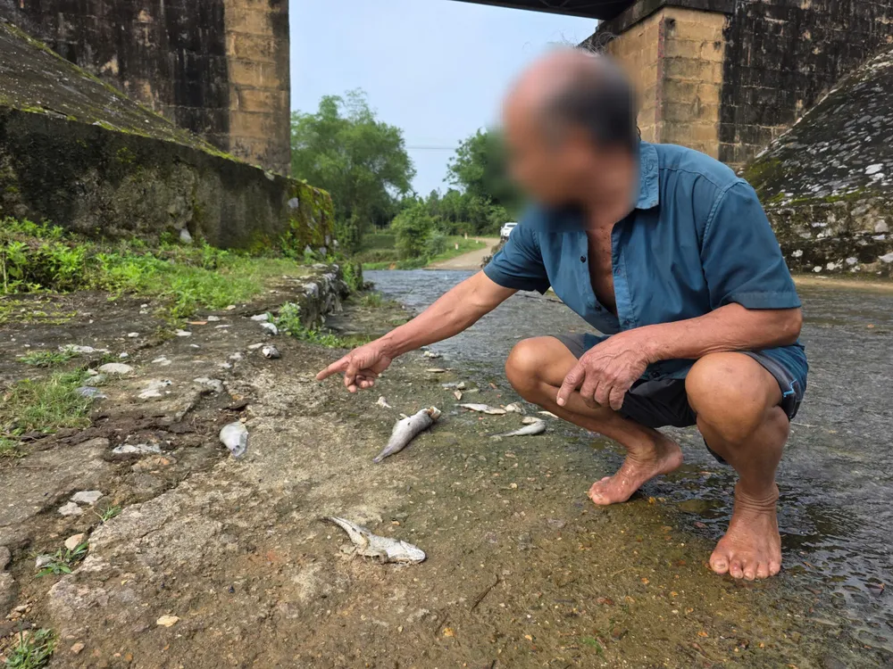 Thời điểm cá tự nhiên chết, phân hủy và bốc mùi hôi thối bên suối Khe Ác (xã Hương Đô) 