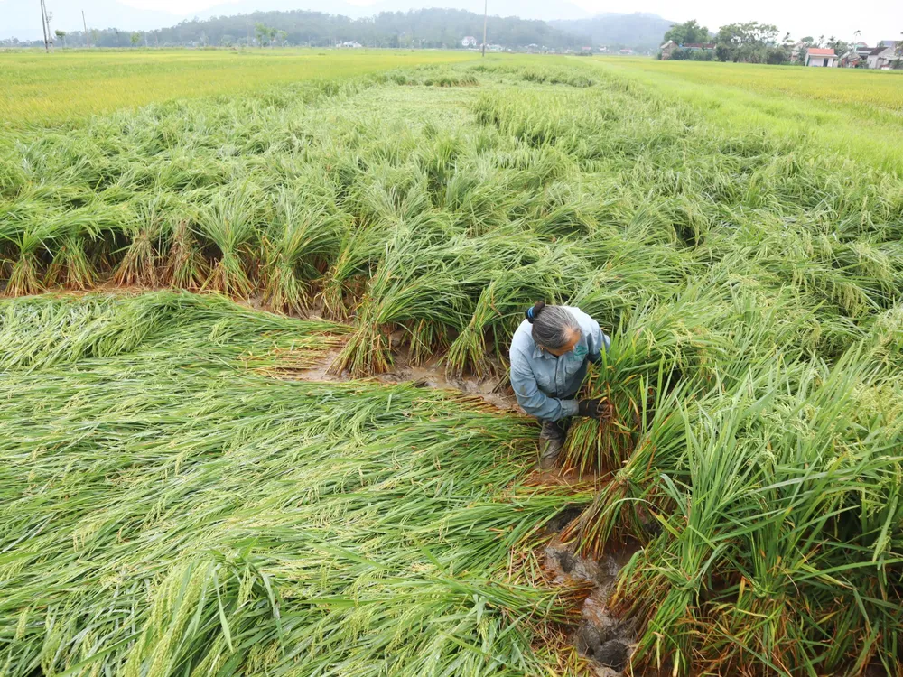 Người dân ở huyện Can Lộc (tỉnh Hà Tĩnh) buộc dựng lúa đổ ngã để giảm thiệt hại 