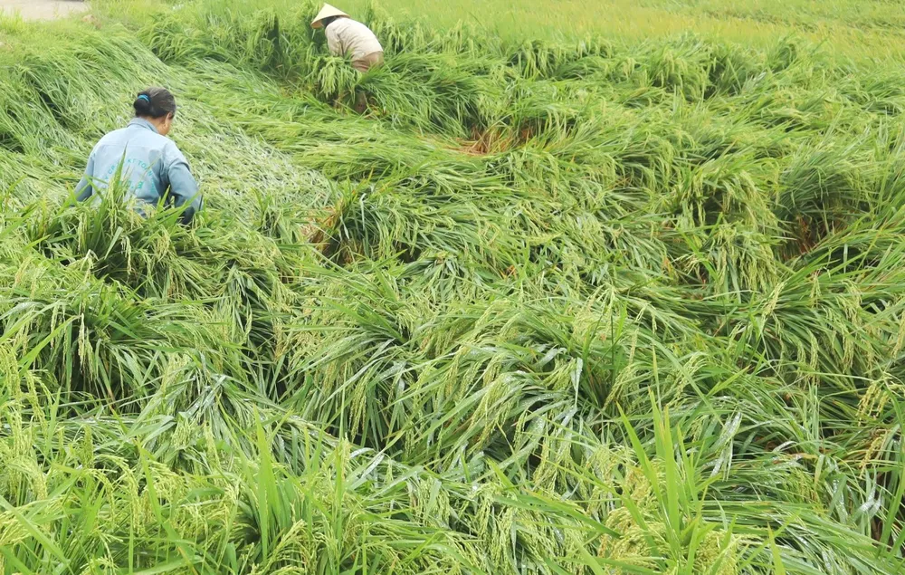 Ảnh 3b Người dân ở huyện Can Lộc, tỉnh Hà Tĩnh đang nỗ lực bó bộc và dựng lúa đổ ngã để giảm thiệt hại. Ảnh DƯƠNG QUANG.jpg