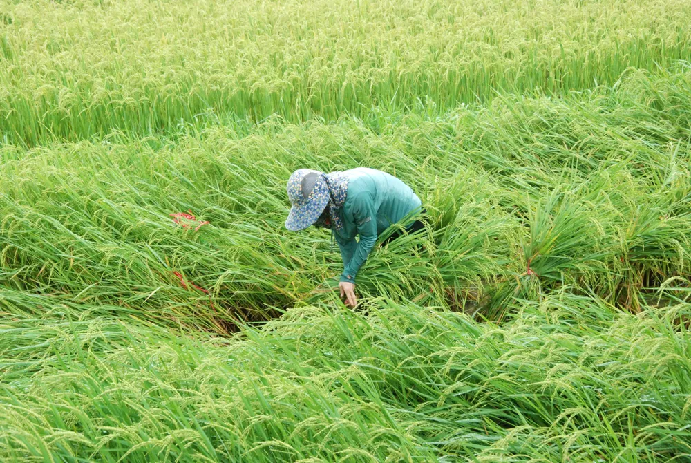 Ảnh 4 Người dân ở TP Hà Tĩnh, tỉnh Hà Tĩnh đang tiến hành bó bộc và dựng lúa đổ ngã để giảm thiệt hại. Ảnh DƯƠNG QUANG.jpg