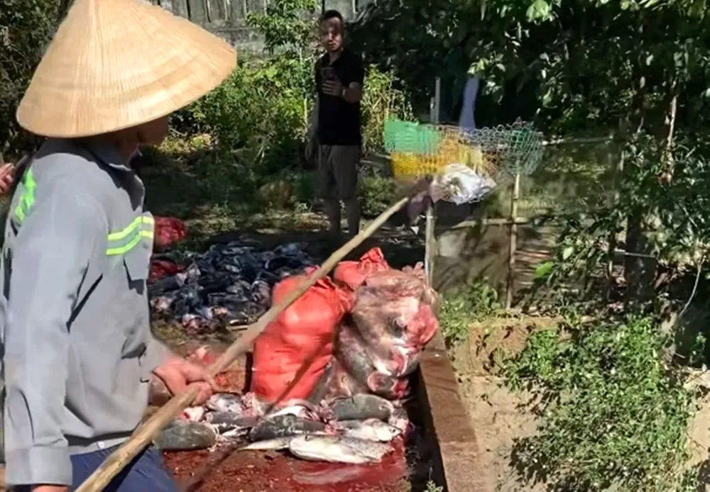 Thời điểm vớt cá lên bờ và cho vào các bao tải đưa đi xử lý, ngày 31-5-2025