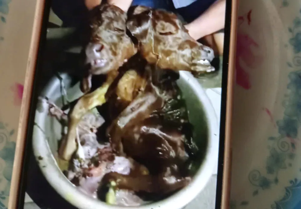 Bê con có 2 đầu dính liền nhau 