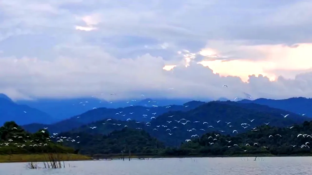 Hàng ngàn cò trắng bay lượn đẹp mắt 