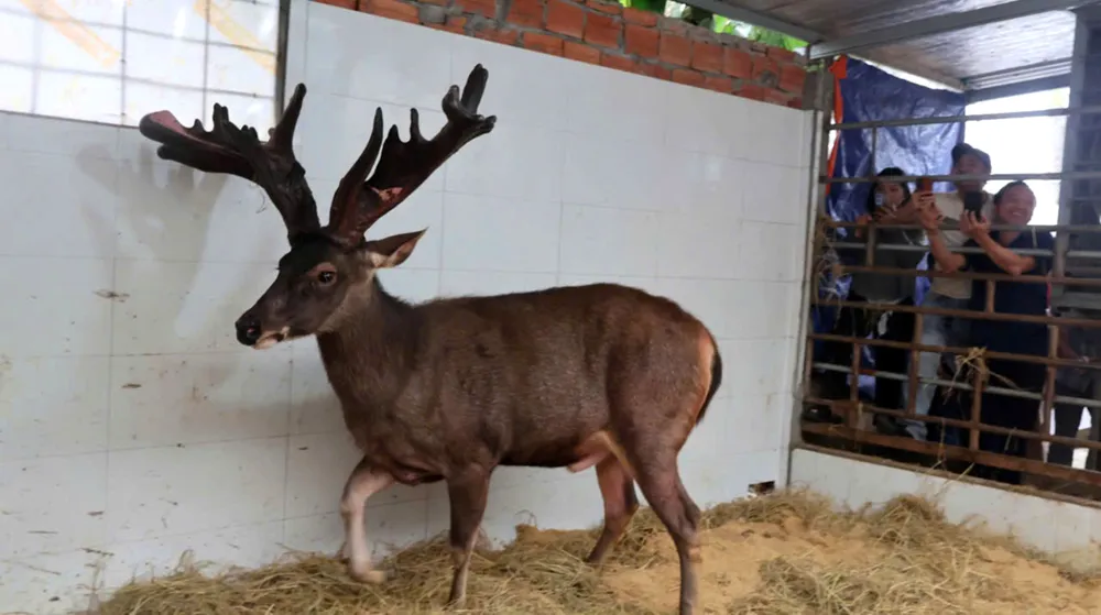Con nai có cặp lộc nhung nặng 13,4kg 