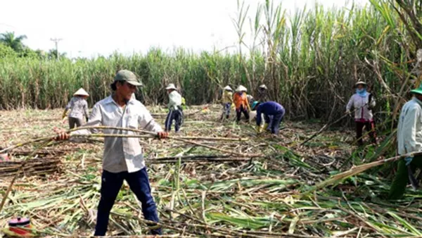 Tại tỉnh Hậu Giang xuất hiện nhiều nông dân vươn lên khá giả từ cây mía