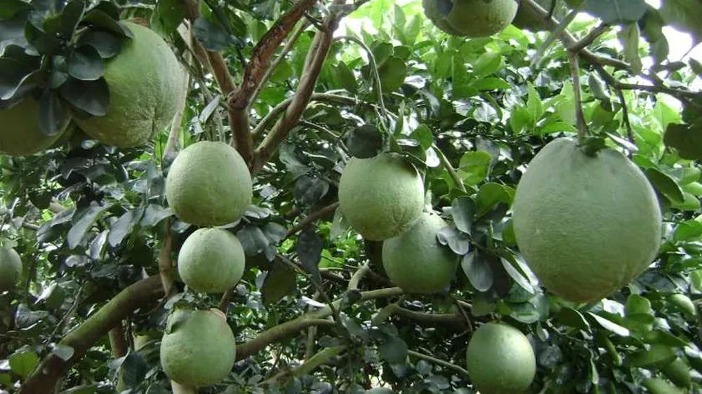 Bưởi da xanh đang hút hàng, giá cao