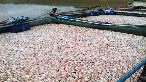 Công bố nguyên nhân cá chết trên hồ thủy điện