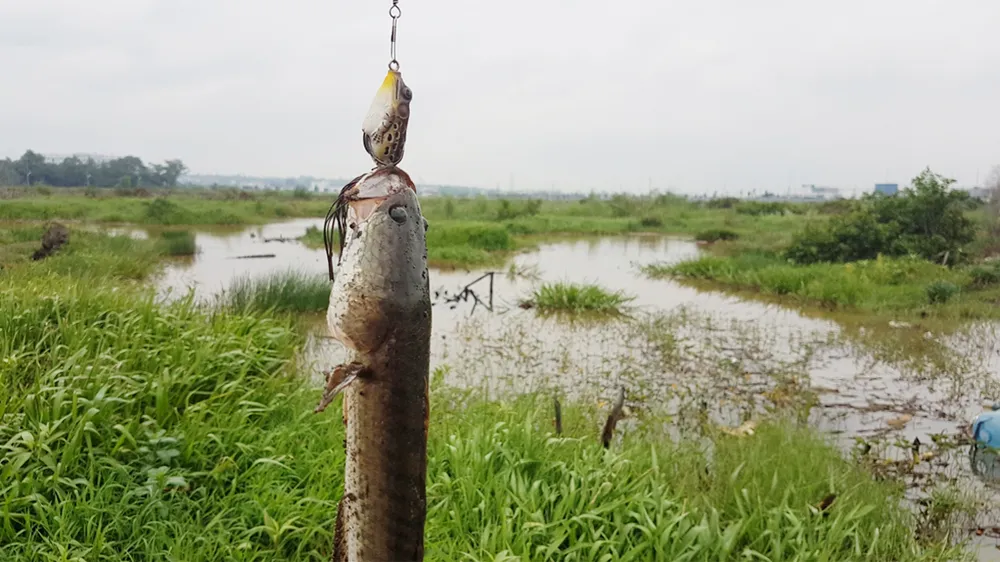 Hấp dẫn câu rê cá lóc vùng ven thành phố ảnh 3