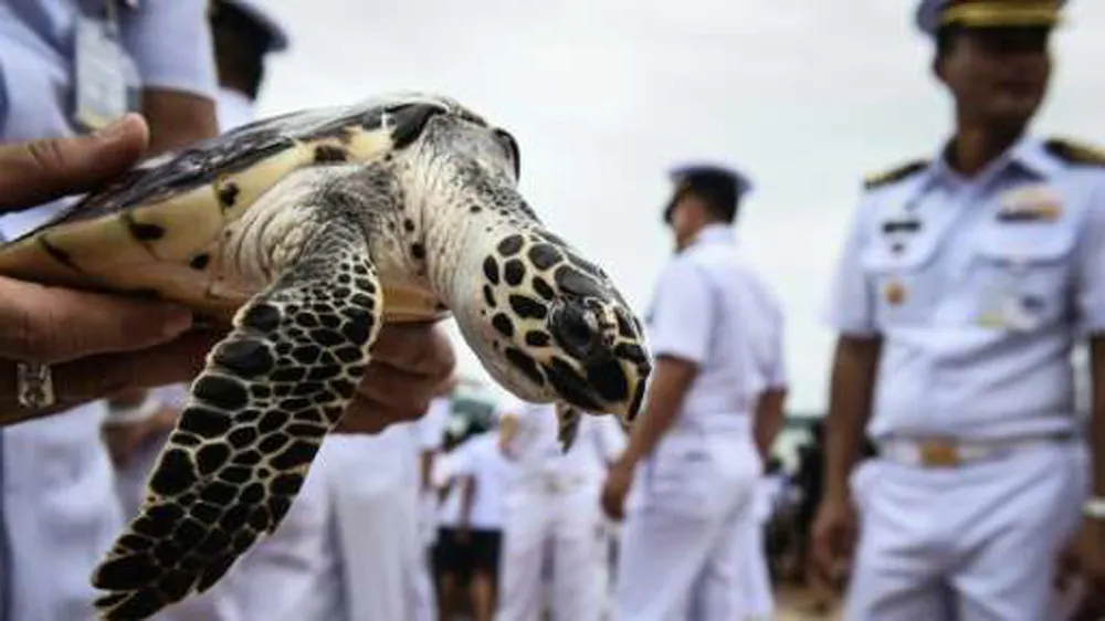 Thả rùa biển tại Trung tâm Bảo tồn Rùa biển ở Chon Buri ngày 26-7-2017, mừng sinh nhật nhà vua Maha Vajiralongkorn. Ảnh: REUTERS