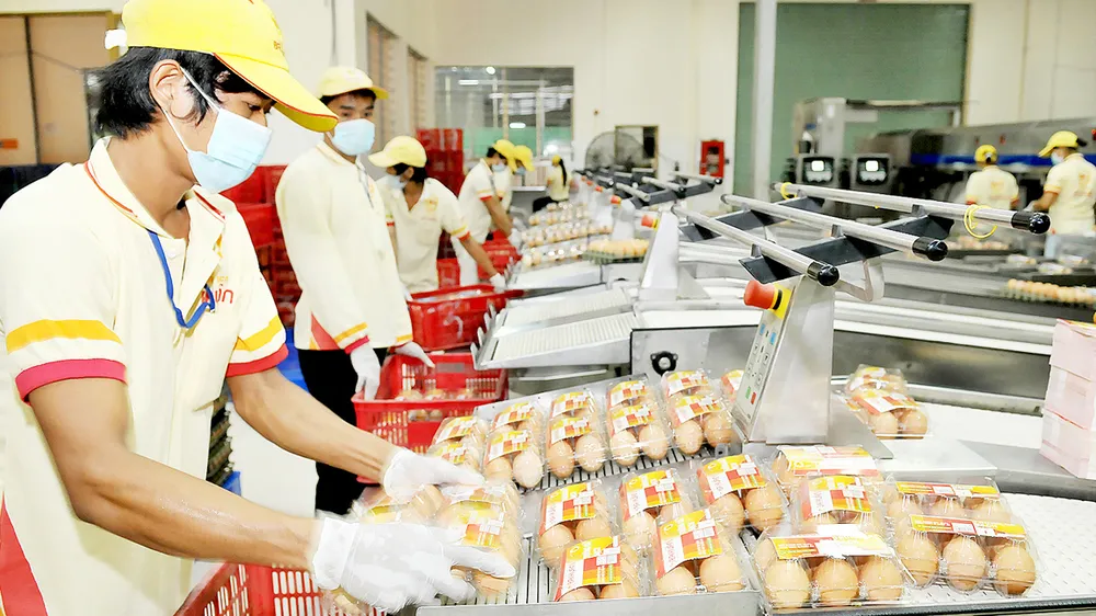 Dây chuyền trứng sạch của Công ty Ba Huân 	Ảnh: VIỆT DŨNG