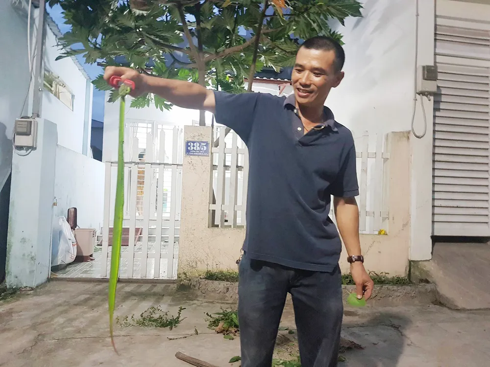 Liên tục phát hiện rắn lục đuôi đỏ trong khu dân cư ở quận 9 ảnh 1
