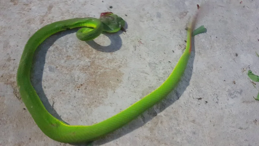 Liên tục phát hiện rắn lục đuôi đỏ trong khu dân cư ở quận 9 ảnh 2