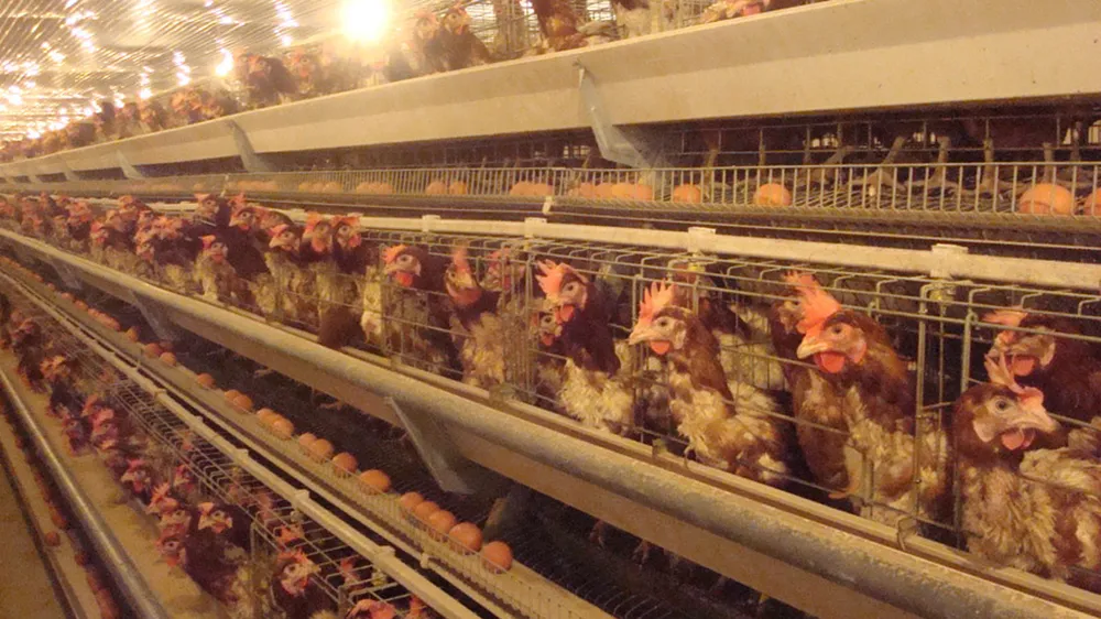 Trang trại gà đẻ trứng trên dây chuyền tự động  của một doanh nghiệp TPHCM liên kết, đầu tư  tại huyện Tân Uyên, tỉnh Bình Dương