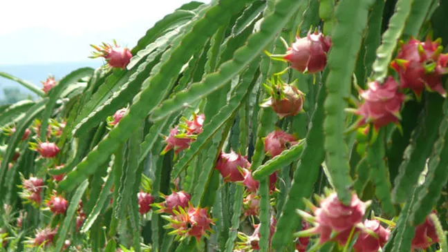 Trồng thanh long trái vụ ở Bình Thuận