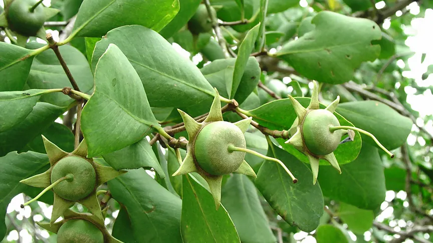 Trái bần, loài cây mọc ven sông, ven biển ở miền Tây Nam bộ     Ảnh: HIỀN TRANG