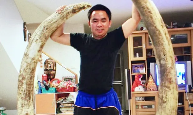 Boonchai Bạch khoe cặp ngà voi lớn trong nhà mình. Ảnh: GUARDIAN 