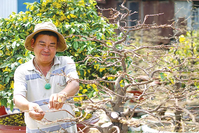 Hoa tết vào mùa  ảnh 2