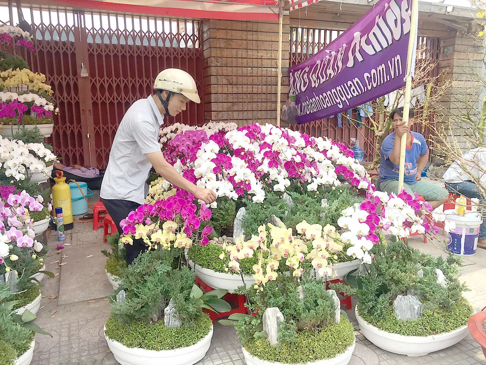 “Săn” hoa kiểng tết ảnh 1