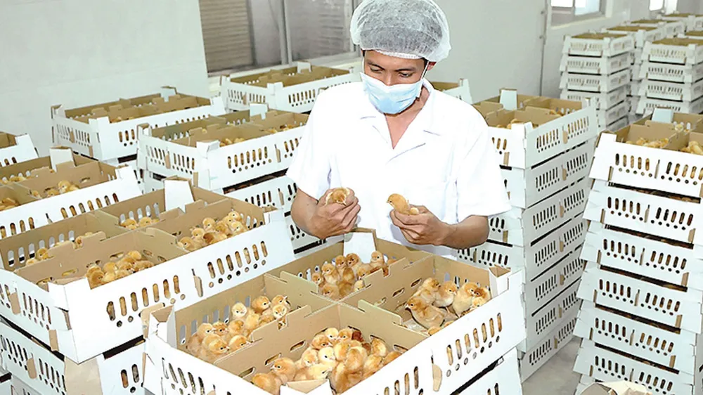 Nông nghiệp đô thị tạo “vàng” ảnh 3