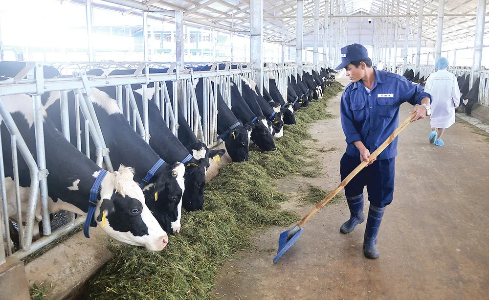 Nông nghiệp đô thị tạo “vàng” ảnh 5