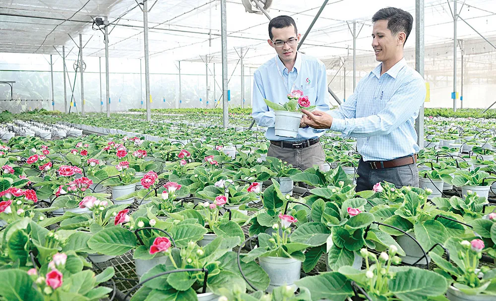 Nông nghiệp đô thị tạo “vàng” ảnh 4