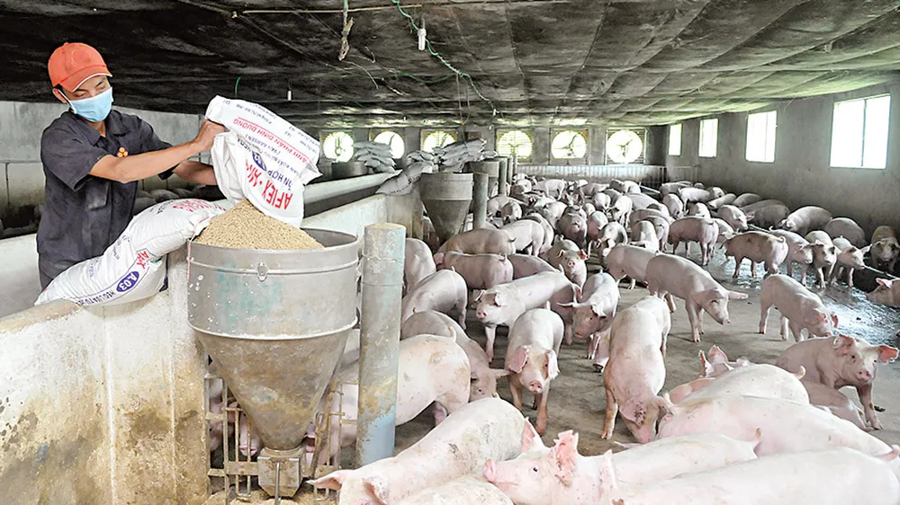 Nông nghiệp đô thị tạo “vàng” ảnh 6