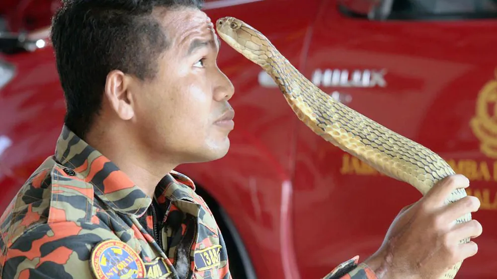 Luyện rắn vẫn bị rắn cắn chết