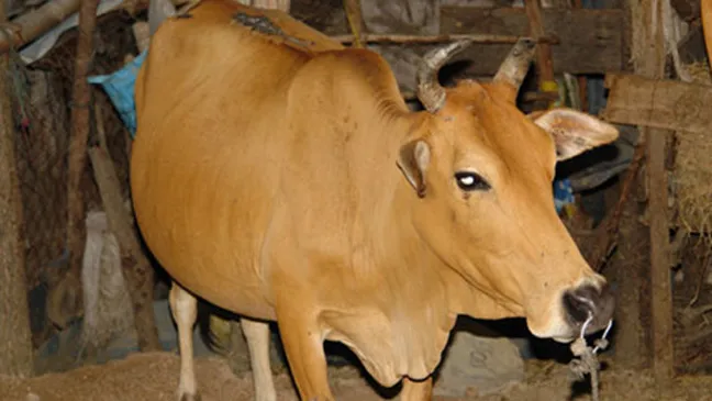 Xác minh vụ “xẻ thịt” bò chính sách