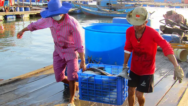 Ngư dân Long Sơn (TP Vũng Tàu) vận chuyển cá bớp