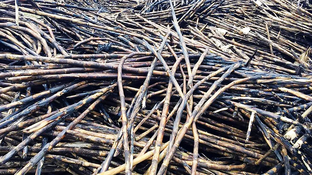 Mía để lâu khô như củi, người dân đành phải đốt bỏ