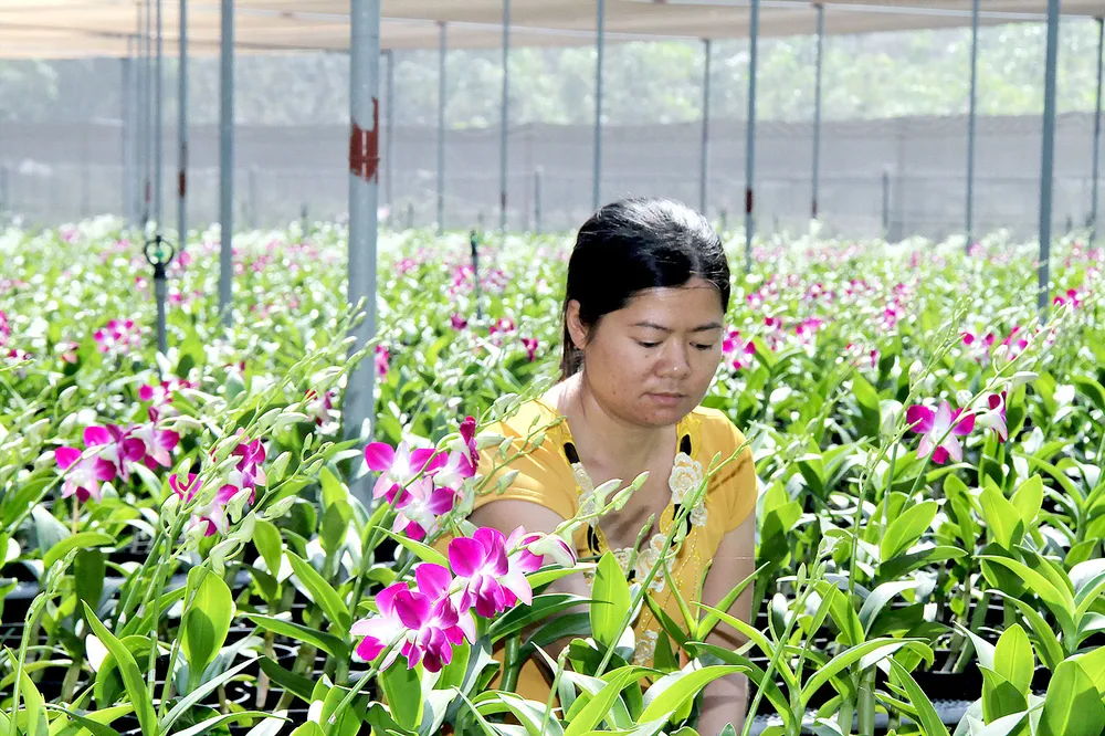 Trồng hoa lan dendrobium tại huyện Củ Chi - một trong những nghề được ưu tiên đào tạo