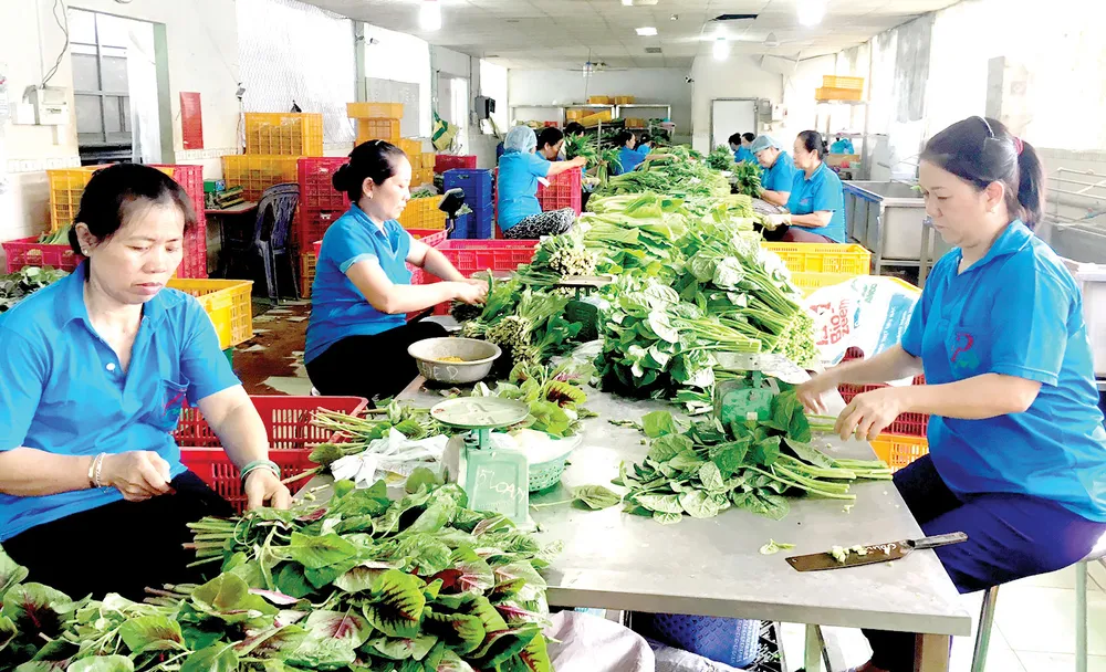 Các HTX đầu tư nâng cấp nhà sơ chế hiện đại nhằm đảm bảo vệ sinh an toàn thực phẩm Ảnh: CAO THĂNG