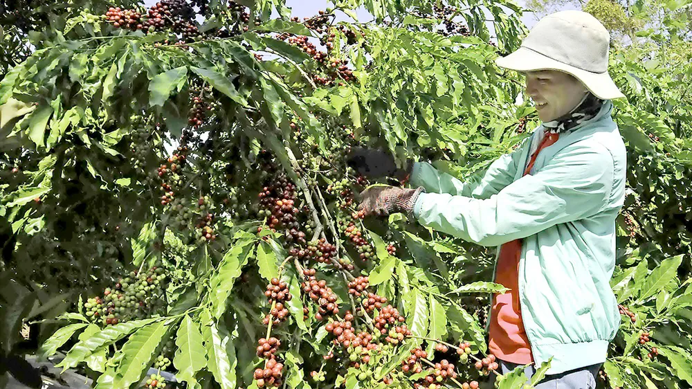 Để cây công nghiệp là cây trồng chủ lực của Tây Nguyên cần sự vào cuộc của nhiều “nhà” 