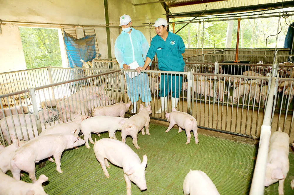 Tạo giống chất lượng cao ảnh 1