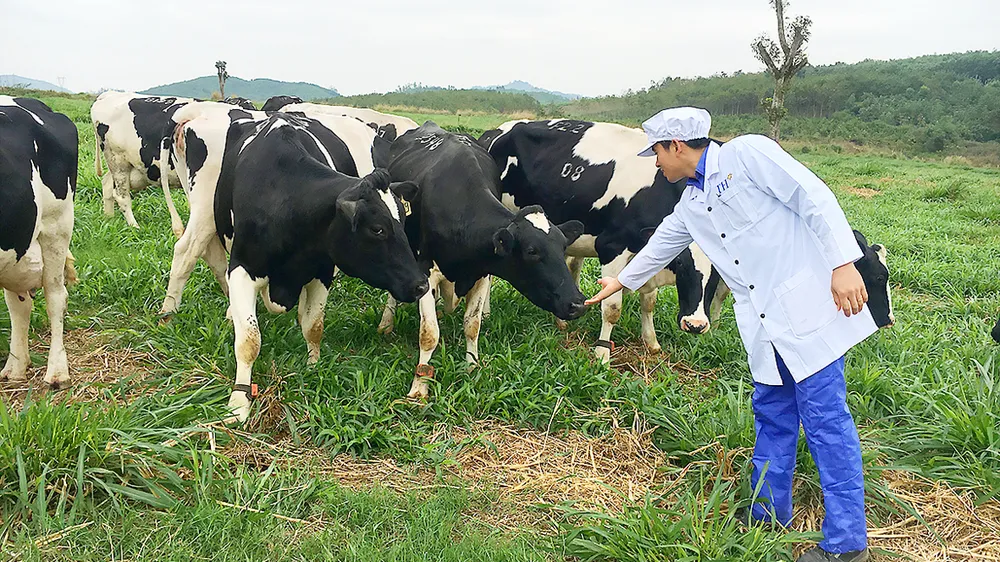 Bò sữa của Tập đoàn TH được chăn nuôi theo quy trình hữu cơ