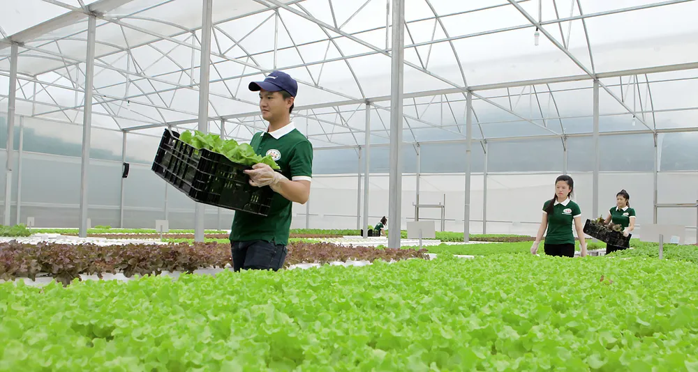 Rau là sản phẩm chủ lực của Lâm Đồng từ nhiều năm trở lại đây      Ảnh: ĐOÀN KIÊN