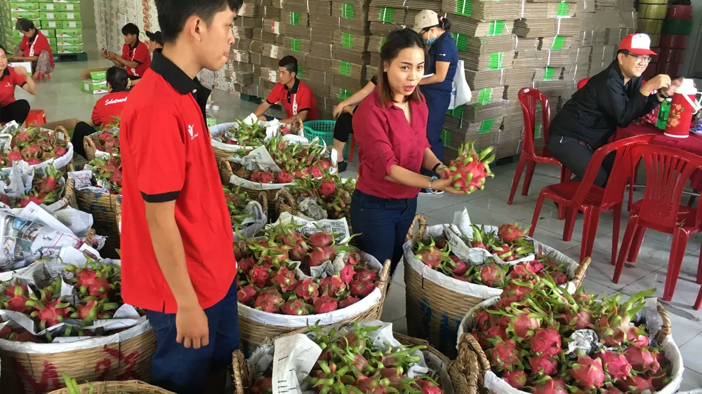 Trái thanh long được phân loại để xuất khẩu tại một đơn vị