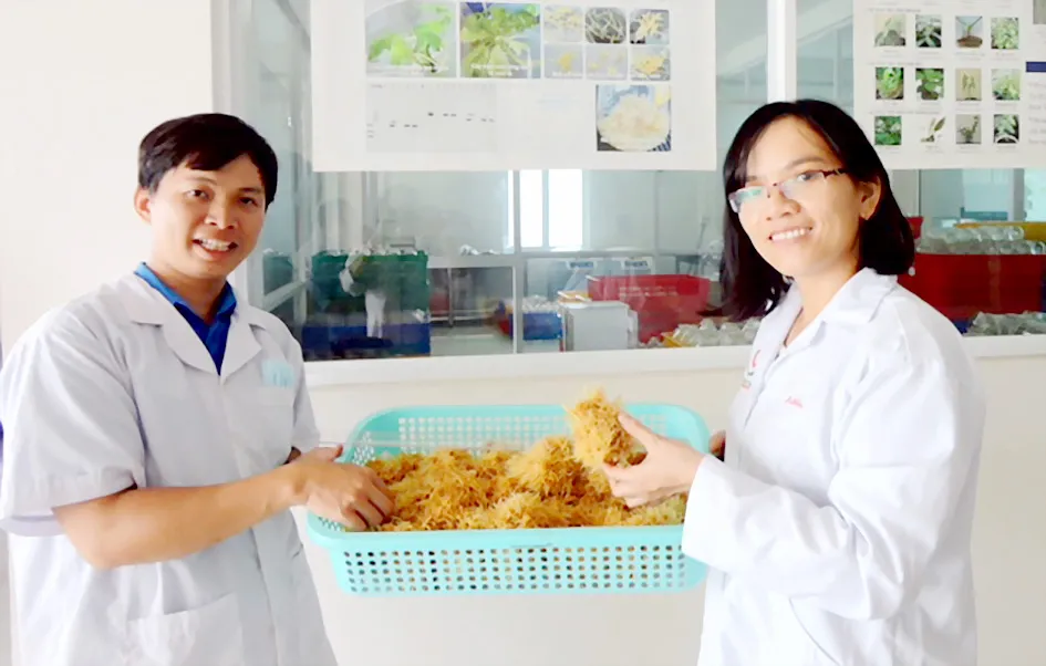 TS Hà Thị Loan cùng đồng nghiệp thu hoạch rễ tóc sâm Ngọc Linh nuôi cấy trong phòng thí nghiệm