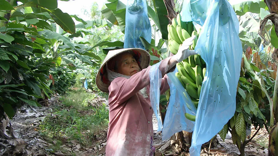 Giống chuối Nam Mỹ và cây ca cao phát triển tốt  trên vùng đất Ea Súp