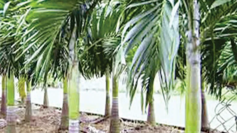 Sông làng đã cạn