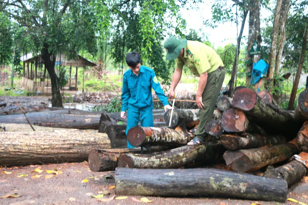 Gỗ rừng bỏ lại được tập kết về chốt bảo vệ Nông lâm trường Tân Lập