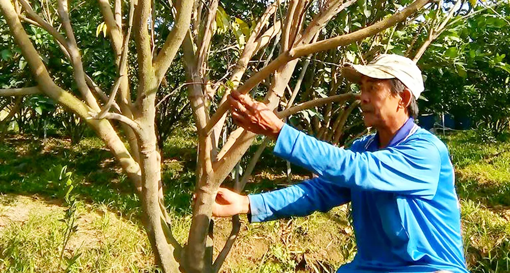 Nông dân huyện Lai Vung (Đồng Tháp) khốn đốn  vì cây có múi bị dịch bệnh 