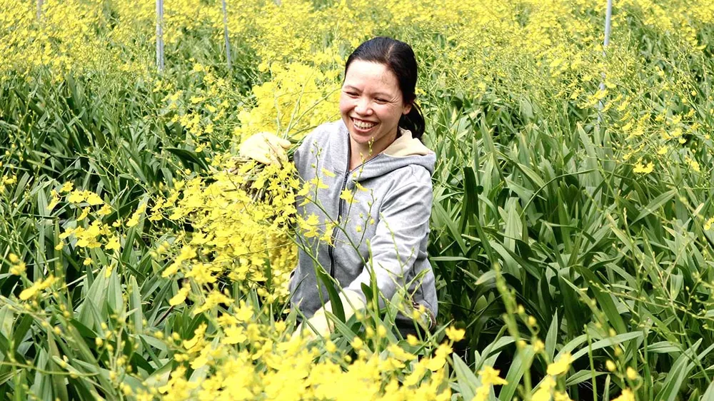 Vui buồn hoa mùa tết 