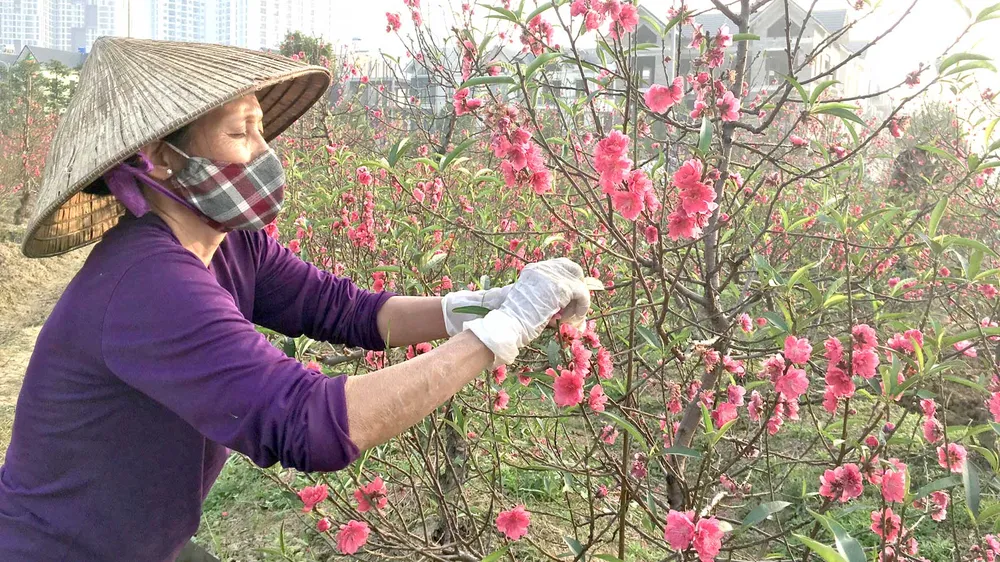 Cánh đồng đào tết ở xã Đại Mỗ, quận Nam Từ Liêm - Hà Nội, sau tết sẽ lại biến mất vì  đã nằm trong quy hoạch