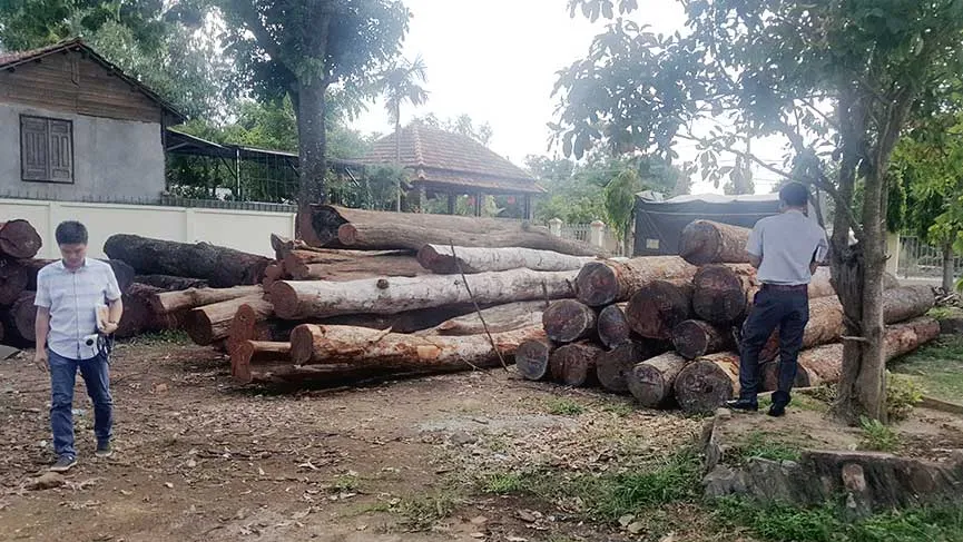 Gỗ lậu của Phượng “râu” bị công an phát hiện có sự tiếp tay của kiểm lâm                             Ảnh: ĐÔNG NGUYÊN