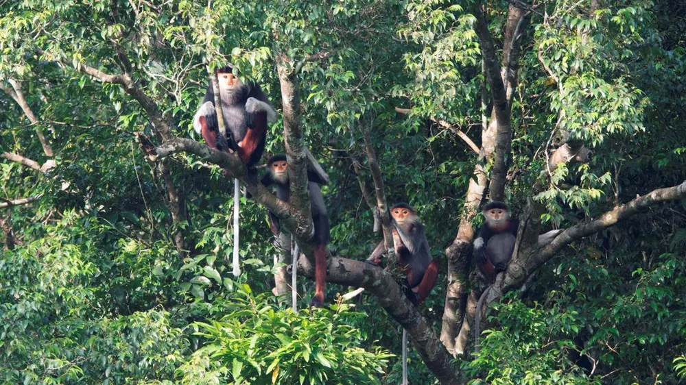 Voọc chà vá chân nâu tại Khe Nước Trong  thuộc bộ ảnh của Trung tâm bảo tồn thiên nhiên Việt