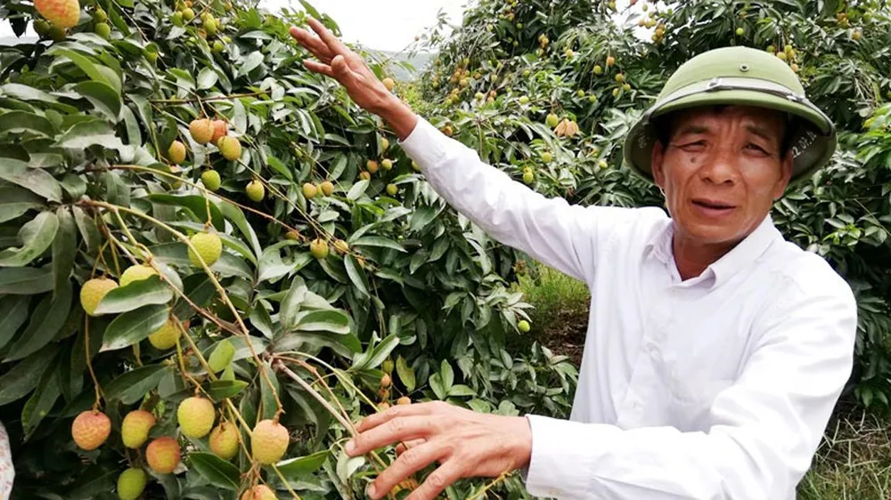 Nông dân ở xã Giáp Sơn, huyện Lục Ngạn (Bắc Giang) nuôi hy vọng vào vụ vải thiều năm 2019