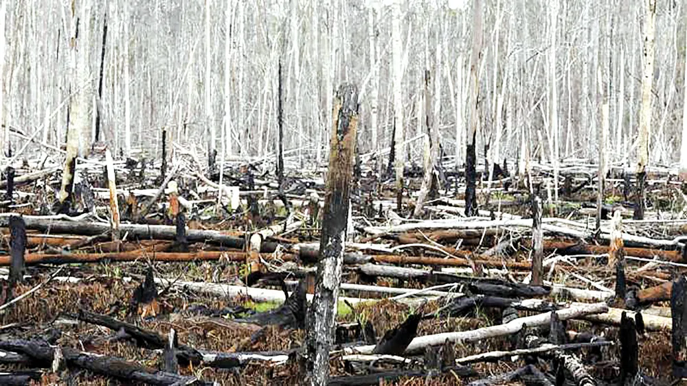 Phá rừng được xem là một trong các nguyên nhân chính  gây biến đổi khí hậu