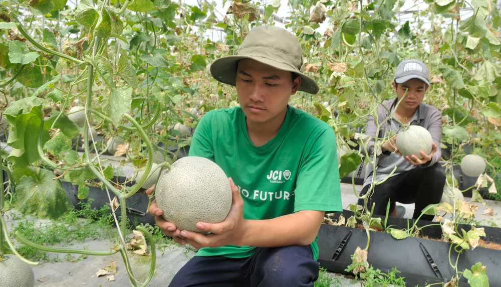 Dưa lưới nông sản có giá trị cao được trồng tại TPHCM. Ảnh: CAO THĂNG